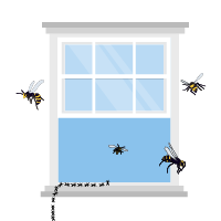 Pests Ants Wasps Flies Open Windows
