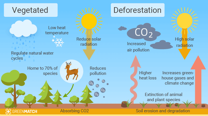 Clear comparison of deforestation