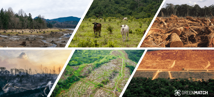 How does deforestation impact wildlife and biodiversity? What you need to  know.