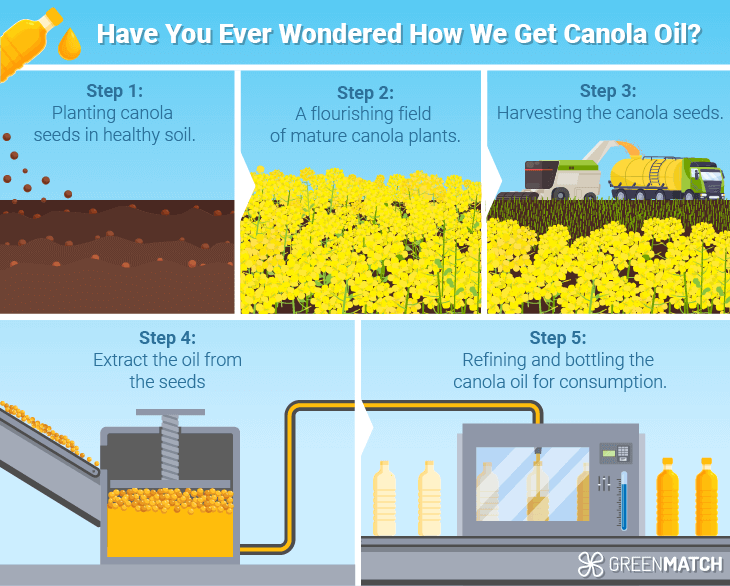 An infographic illustrating the multi-step process of extracting canola oil from seeds from farm to the consumer