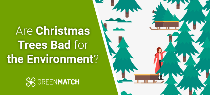 A timeless tradition under scrutiny: The environmental impact of real Christmas trees.