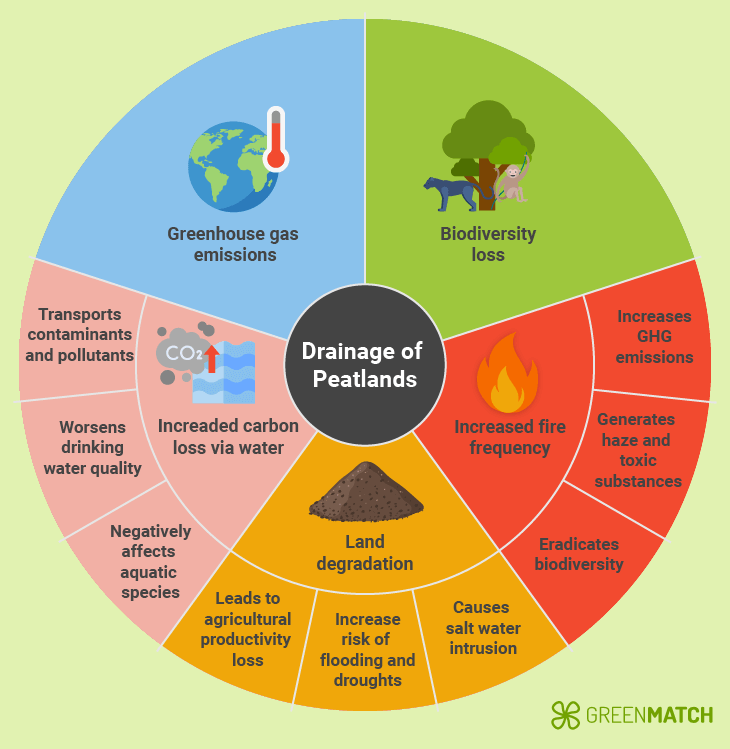 Peatland drainage, while necessary for some, comes at a cost to the environment and climate.