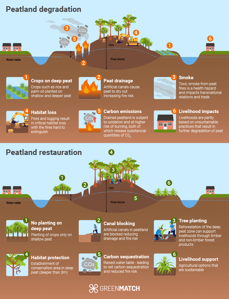 Bogs, once teeming with life, are now often drained and barren. Restoring these peatlands is crucial for combating climate change and protecting biodiversity